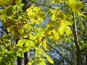 Hickory, fall color